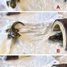 Tiger salamander giant salamander bite. Pdf Greeting Behavior In Tiger Salamanders Ambystoma Tigrinum And Ambystoma Mavortium Mavortium