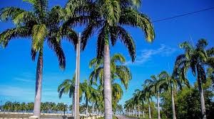 Palm tree qualities and traits. Water Temperature In Halifax In Atlantic Ocean Now
