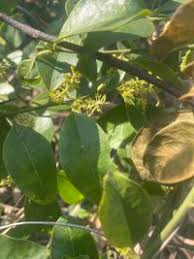 Image result for Opilia amentacea