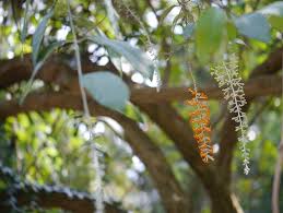 Image result for Buddleja madagascariensis