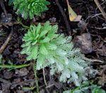 Image result for Laurembergia repens