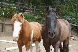 See what luca naus (lucanaus) has discovered on pinterest, the world's biggest collection of ideas. Pleasant Valley Horse Club Pleasant Valley Horse Club