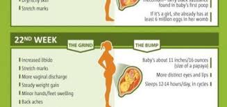 Baby Bump Pregnancy Week By Week Chart Baby Zuzu