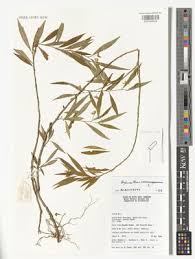 Image result for Afrohybanthus enneaspermus