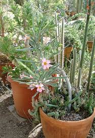 Image result for Adenium oleifolium