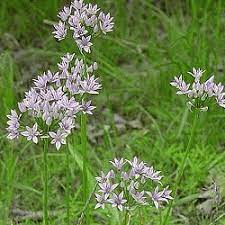Jun 29, 2021 · how to grow seed garlic garlic can be grown easily, and again, it is typically grown from cloves, not garlic seed. Buy Wild Garlic Seeds Allium Canadense Everwilde Farms