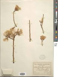 Image result for Kleinia longiflora