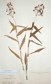 Image result for Aneilema johnstonii