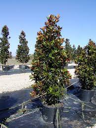 Little Gem Magnolia Dallas Texas Treeland Nursery Magnolia Trees Landscaping Trees Little Gem Magnolia Tree