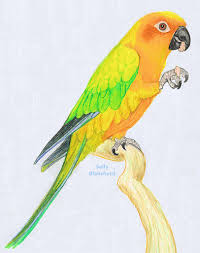Sally Blanchard Prismacolor Pencil Drawing Sun Conure Parrots Art Bird Drawings Parrot Drawing Learn how to draw sun and moon black and white pictures using these outlines or print just for coloring. prismacolor pencil drawing sun conure