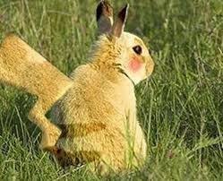 Image Result For What Animal Is Pikachu Pokemon Funny Funny Anime Pics Anime Funny