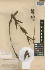 Image result for Dissotis longisepala