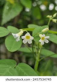 Image result for Oxalis barrelieri