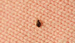 One passenger in a car noticed a bed bug on the shoulder of another passenger. Bed Bugs In Baby Car Seat 9 Steps To Kill Them
