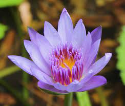 Penyebutannya dalam bahasa inggris yakni waterlily. File Teratai Ungu Jpg Wikimedia Commons