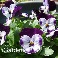 花謎擂台 第599回 flowers plants