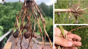 Image result for Cyperus margaritaceus