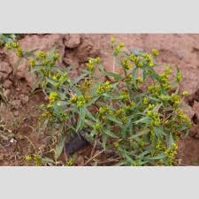 Image result for Flaveria bidentis