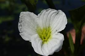 Image result for Ottelia fischeri