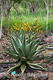 Image result for Asphodelaceae