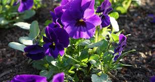 Tabernaemontana but are a slightly darker blue. Illinois State Flower The Violet Proflowers Blog