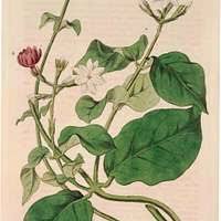 Image result for Dissotis irvingiana