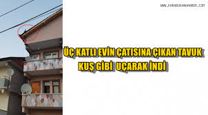 Rüyada benim iki katlı ev sahip olduğunu gördüm ben alt katta ev bakmaya gitmiş oluyorum rüyamda ama gittiğime biraz döküntü ama kabul etmiş gibi görüyorum 1. 3 Katli Evin Catisina Cikan Tavuk Kus Gibi Ucarak Yere Indi Genel Karabuk Ana Haber