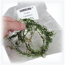 Image result for Elodea