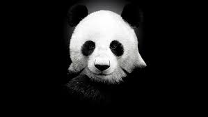 41+ gambar facebook hitam putih, yang istimewa! Wallpaper Panda Hitam Dan Putih Hd Unduh Gratis Wallpaperbetter
