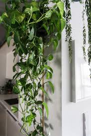 Pothos Archives Sitsitso Air Cleaning Plants Pothos Plant Plants