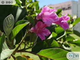 Image result for Delostoma