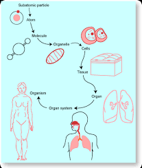 Silly Aunt Mary Owes Cousin Terry One Old Onion Subatomic Atomic Molecule Organelles Cells Tissue Organ Biology For Kids Body Systems Organ System
