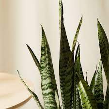 This temperature range promotes healthy growth and can easily be maintained in homes as well as in most greenhouses. Sansevieria 101 How To Care For Snake Plants Bloomscape