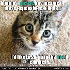 Pin By Mcas Pets On Adopted Mcas Funnies Cute Cat Memes Kittens Funny Funny Cat Memes