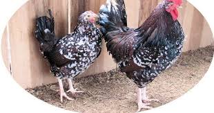 Black And White Speckled Chicken Name Speckled Sussex Chickens As Hatched Sussex Chicken Backyard Flocks Chickens