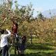 Hirosaki Apple Harvest Festival event image