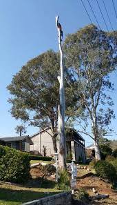 Tree Removal Granville Tree Removal Emergency Tree Removal Garden Services