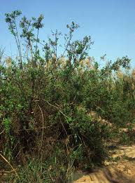 Image result for Pluchea dioscoridis