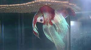 Breeding betta fish requires specific planning and preparation. Betta Fish Breeding Injuries Male Betta Wounded By Female Betta Fish Care