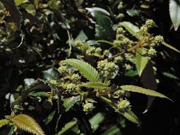 Image result for Callicoma