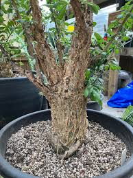 Image result for Sesamothamnus lugardii