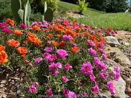 Image result for Portulaca foliosa