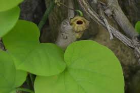 Image result for Aristolochia heppii