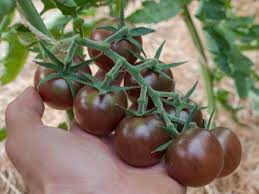 We are cherry hill's last working farm. Black Cherry Bio Saatgut Von Tomaten