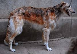 It is known for being calm and independent. Look At This Borzoi S Coat Borzoi Dog Dogs Dog Breeds