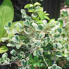 Image result for Ficus variifolia