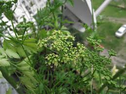 10 Herbs That Melt Kidney Stones Naturally Herbs Kidney Stones Natural Herbs