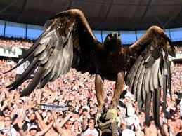 When aar started assuming a more general meaning of bird of prey suitable for hunting or falconry. Eintracht Frankfurt Sge Adler Attila Feiert Geburtstag So Sollte Er Eigentlich Heissen Eintracht