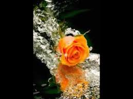 اللي ركبته تؤلمه أو العظام والمفاصل بالجسم كامل د ناصر الرميح Youtube