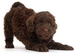 They are also very loyal and bond quickly to this is relevant for people with severe allergies, since the more poodle, the more hypoallergenic. Goldendoodle Breeders In Georgia 2021 Top 5 Picks We Love Doodles